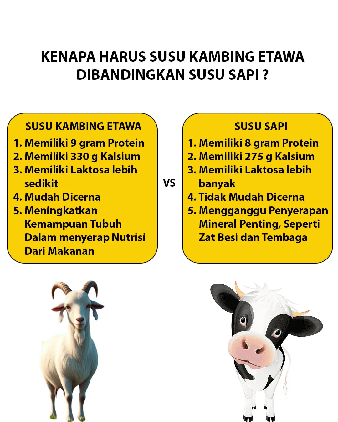 poster-konten-dua-perbedaan-susu-kambing-etawa-vs-susu-sapi